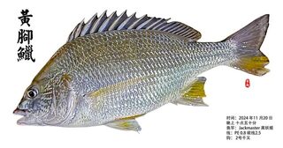Желтоплавниковый морской лещ Тана из китайского Чжухая