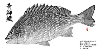 Желтоплавниковый морской лещ Тана из китайского Чжухая