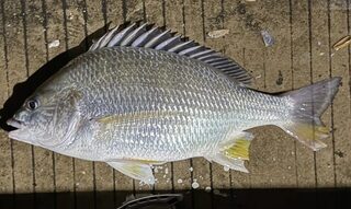 Желтоплавниковый морской лещ Тана из китайского Чжухая