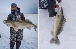 После неудачного утра Никита взял судака около 9 кг на Обском море