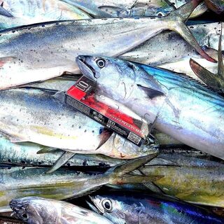 Паламиды и махи-махи Sutomore Fishing на рассвете у Бара