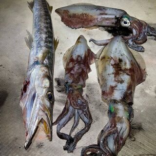 Кальмар и барракуда за один вечер Fishing_w_s в Ларнаке