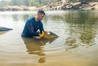 Нигерский усач Аласдэра: одиночная Pink Tag и 62 см до развилки хвоста