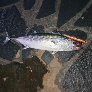 Сьерра на Tsurinoya Stinger 163 на рассвете у Эль-Йерро
