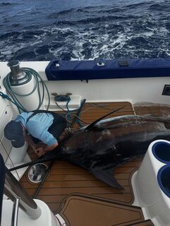 Таити перед Blue Marlin World Cup 2025: один день и решающая рыба