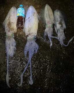 Первый за год кальмар тяжелее килограмма на ловле яэн
