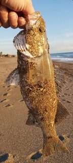 Сибас в 10.30 и низкая вода у пирсов Чолаклы