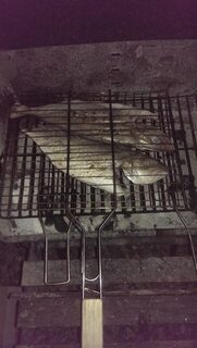 Тунец кальмар и сибас по месяцам на Кипре