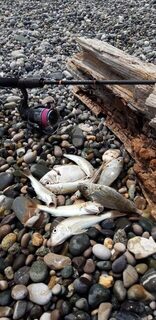 После завтрака: барабуля, три карасика и потерянные отводные