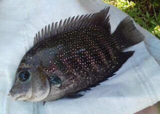 Маравила на Шри-Ланке: лагуна с хлебом, Karimeen, Килия и морской сом с берега