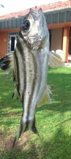 Маравила на Шри-Ланке: лагуна с хлебом, Karimeen, Килия и морской сом с берега