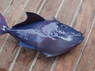 Шармская рыбалка за 60 долларов свелась к одной блесне на ходу и спешному уходу со второй точки