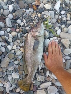 Рыбалка в Абхазии в последний вечер перед отъездом