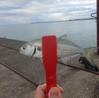 Ловля в Сухуме, Абхазия: Чёрное море и капризная погода