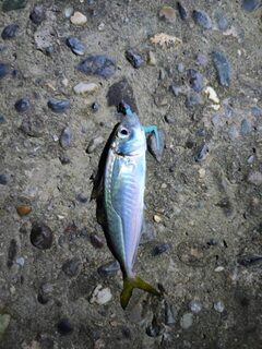 Ловля в Сухуме, Абхазия: Чёрное море и капризная погода