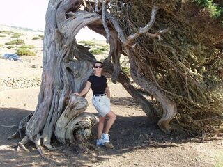 Канарский ветер выгибает можжевельники у Ель Хулан