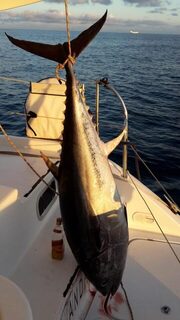 В Средиземном море: Картахена, воблеры и тунец между островами