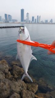 Бахрейн, он же Bahrain: крупную рыбу найти не выходит, и для здешнего берега это обычное дело