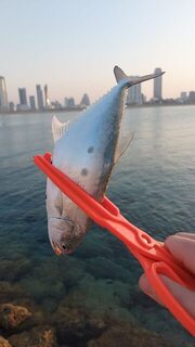 Бахрейн, он же Bahrain: крупную рыбу найти не выходит, и для здешнего берега это обычное дело
