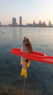 Бахрейн, он же Bahrain: крупную рыбу найти не выходит, и для здешнего берега это обычное дело