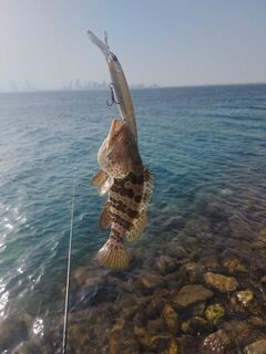 Бахрейн: на рыбалке попался небольшой golden trevally