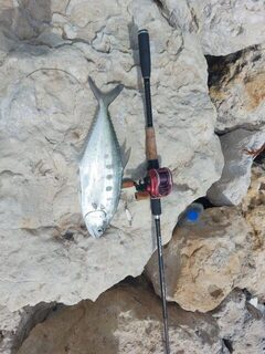 Бахрейн: на рыбалке попался небольшой golden trevally