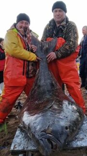 Баренцево море, Териберка: поздравления с удачной поимкой на 76 кг