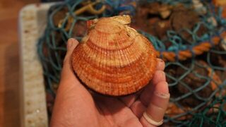 Баренцево море, Териберка: апрельская ловля трески с лодки на тяжелый пилькер на глубине