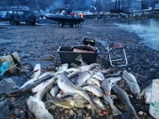 Куча трески у лодки на галечном берегу