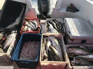 Баренцево море: лёгкая рыбалка вчетвером за четыре часа