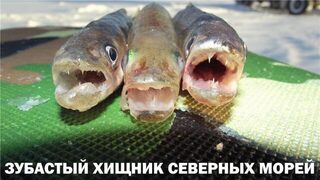 С вечера собираю ящик для субботней ловли корюха