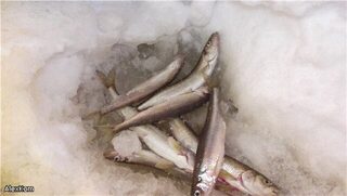 Белое море, Архангельская область: зимняя ловля корюха в палатках среди снеговых заносов