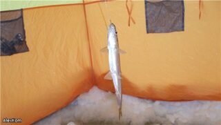 Белое море, Архангельская область: зимняя ловля корюха в палатках среди снеговых заносов