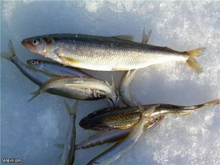 Корюшку на Белом море ловим не глубже двух метров, а как у вас?