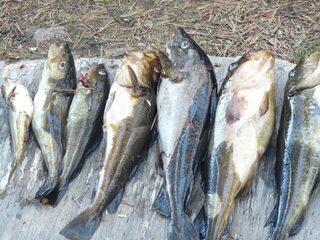 Морская рыбалка на Белом море в Карелии: ловля трески с лодки у острова Борщовец с выходом из Керети
