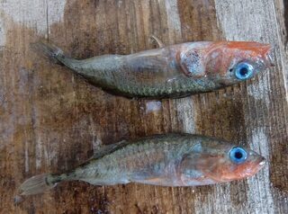 Белое море, Чупа: морская рыбалка с треской, зубаткой и камбалой на Большом Медведке