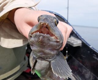 Белое море, Чупа: морская рыбалка с треской, зубаткой и камбалой на Большом Медведке