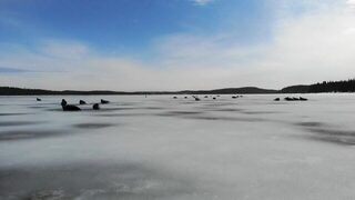 Знакомый снимал тюленей дроном в Чупинской губе
