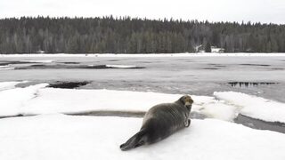 Знакомый снимал тюленей дроном в Чупинской губе