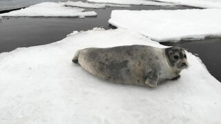 Знакомый снимал тюленей дроном в Чупинской губе