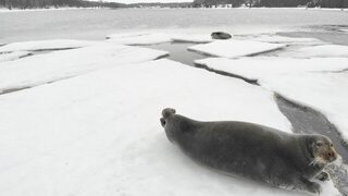 Знакомый снимал тюленей дроном в Чупинской губе
