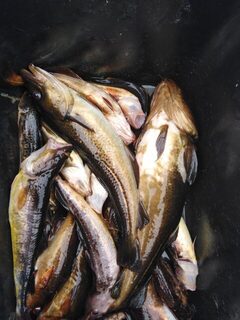 Белое море, Чупа, Карелия: морская рыбалка у островов с треской и камбалой