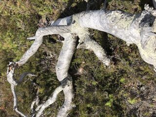 Пежостров, Белое море: первая рыбалка с лодки на треску, зубатку и камбалу в новой точке