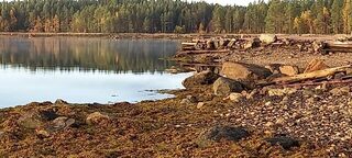 Белое море, Чупа: морская рыбалка у Нижней Пулонги в сентябрьский выезд