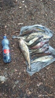 Чкаловский, Белое море: вечерняя рыбалка и улов за два-три часа