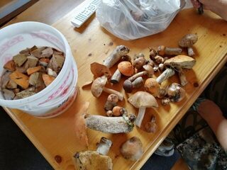 На карельскую Кереть за окунем, плотвой и грибами по пути
