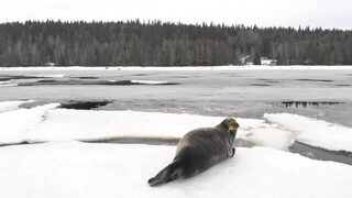 У Керети много тюленей
