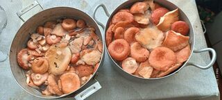 Первые волнушки и грузди в зимний запас