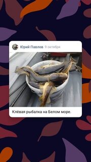 С одиннадцати до трех поймали 22 кг беломорской трески