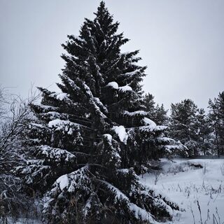 Родная деревня под снегом